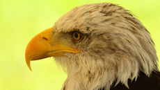 Weißkopf-Seeadler (08).jpg